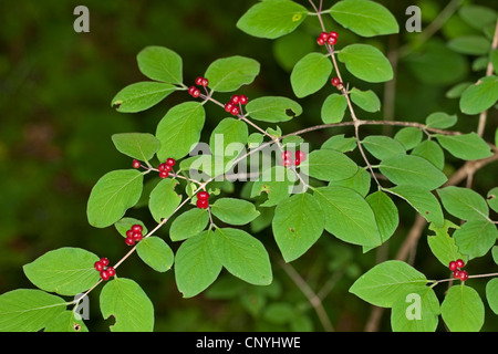 Chèvrefeuille (Lonicera fly européenne xylosteum), de la direction générale avec des fruits mûrs, Allemagne Banque D'Images