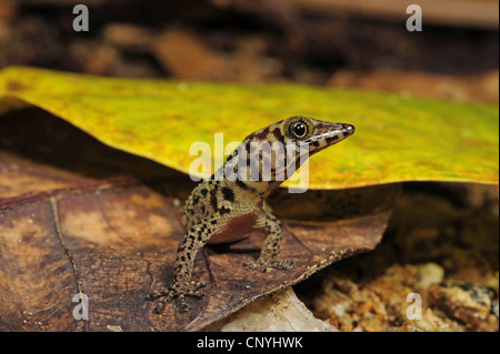 L'île de Bay, Bay Island moins Gecko gecko Gecko nain (rosaurae), assis sur une feuille, Honduras, Roatan, Bay Islands Banque D'Images