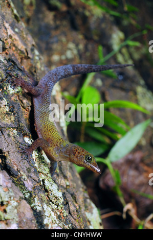 L'île de Bay, Bay Island moins Gecko gecko Gecko nain (rosaurae), assis à un tronc d'arbre, Honduras, Roatan, Bay Islands Banque D'Images