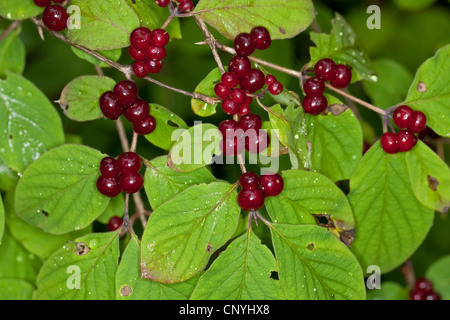 Chèvrefeuille (Lonicera fly européenne xylosteum), de la direction générale avec des fruits mûrs, Allemagne Banque D'Images