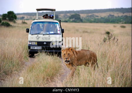 Lion (Panthera leo), lion avec safari voiture dans l'arrière-plan, Kenya, Masai Mara National Park Banque D'Images