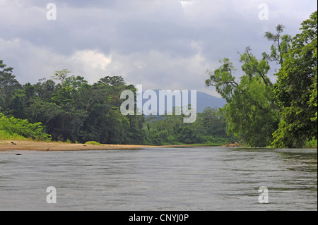 Rivière dans un rainwood tropical, le Honduras, La Mosquitia, Las Marias Banque D'Images