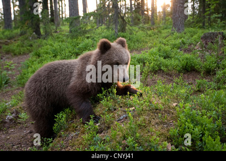 L'ours brun (Ursus arctos arctos), juvénile dans une forêt de pins, la Finlande, l'Suomassalmi Banque D'Images