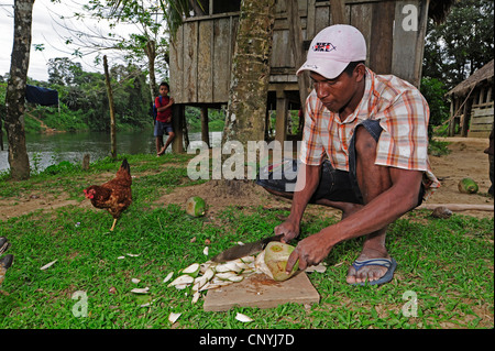 Cocotier (Cocos nucifera), l'homme de la tribu indienne de l'ouverture d'une noix de coco est Tawahka avec une machette, le Honduras, La Mosquitia, Las Marias Banque D'Images