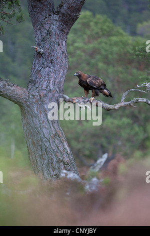 L'aigle royal (Aquila chrysaetos), assis sur la branche d'un pin sylvestre, Royaume-Uni, Ecosse, Glenfeshie Banque D'Images