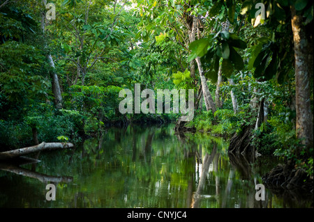 Les mangroves, à racines échasses à feuilles tachetées de palétuviers rouges, de palétuviers rouges (Rhizophora stylosa), rivière à travers la forêt tropicale humide avec les mangroves, le Honduras, La Mosquitia, Las Marias Banque D'Images