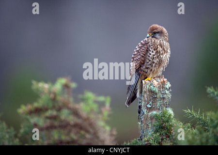 Faucon crécerelle (Falco tinnunculus), assis sur un fencepost, Royaume-Uni, Ecosse, Glenfeshie Banque D'Images