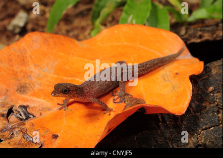 Gecko nain tacheté, le gecko (Gecko) millepunctatus, l'un des plus petits geckos assis sur une feuille sèche, Honduras, Roatan, Bay Islands Banque D'Images