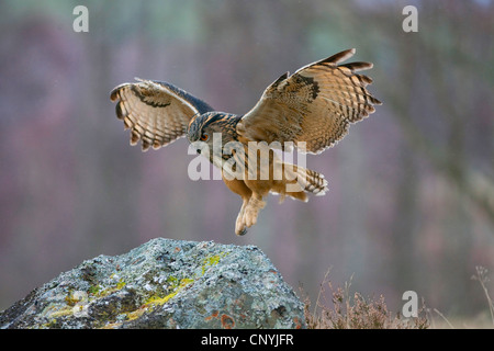 Le nord du grand-duc (Bubo bubo), l'atterrissage sur un rocher Banque D'Images