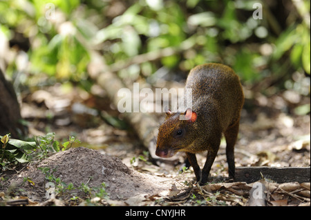 Agouti d'Amérique centrale (Dasyprocta punctata), la marche sur la masse forestière, Honduras, Salvador Banque D'Images