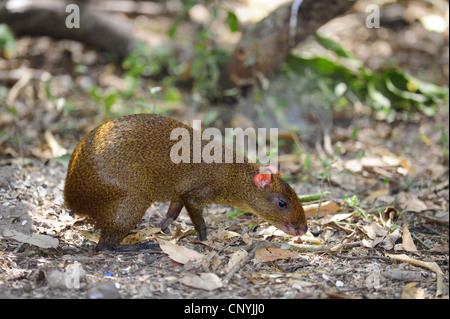 Agouti d'Amérique centrale (Dasyprocta punctata), la marche sur la masse forestière, Honduras, Salvador Banque D'Images