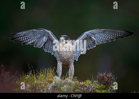 Le faucon pèlerin (Falco peregrinus), assis des ailes, Royaume-Uni, Ecosse Banque D'Images