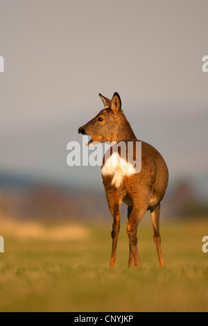 Le chevreuil (Capreolus capreolus), dupont debout dans un champ, Royaume-Uni, Ecosse, le Parc National de Cairngorms Banque D'Images