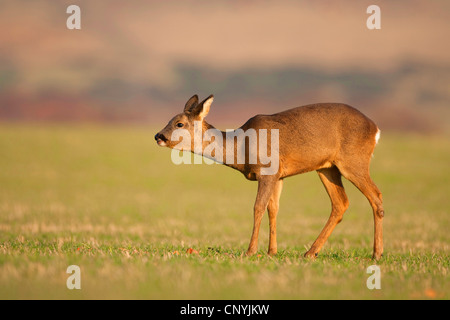 Le chevreuil (Capreolus capreolus), Doe dans un pré, Royaume-Uni, Ecosse Banque D'Images