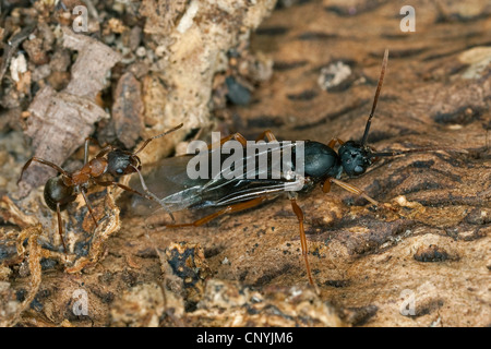 Fourmi rouge sang, de l'Esclave Formica sanguinea, ant (Raptiformica sanguinea), travailleur un homme ailé, Allemagne Banque D'Images