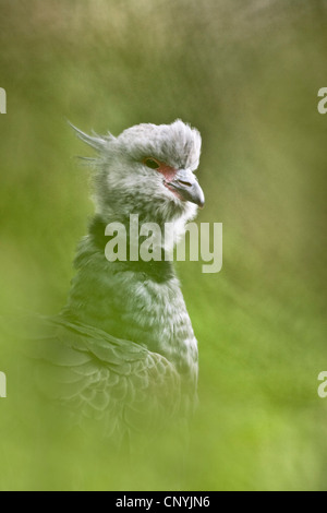 (Chauna Torquata Kamichi à crête) Slimbridge, Gloucestershire, Angleterre Banque D'Images