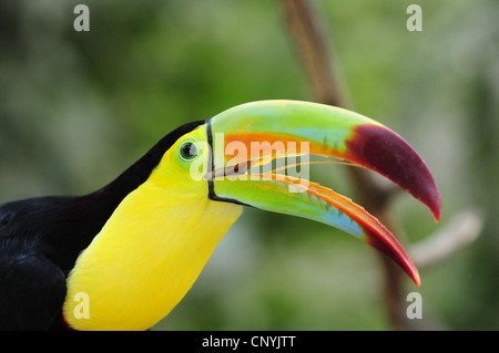 Keel-billed toucan (Ramphastos sulfuratus), portrait, Honduras, Salvador Banque D'Images