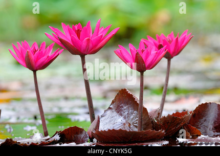 Nénuphar nénuphar (Nymphaea, spec.), rose Banque D'Images