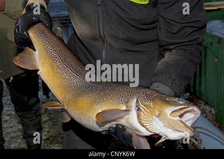 En truites (Salmo trutta), des travailleurs d'une ferme aquacole tenant une rogner dans les mains Banque D'Images