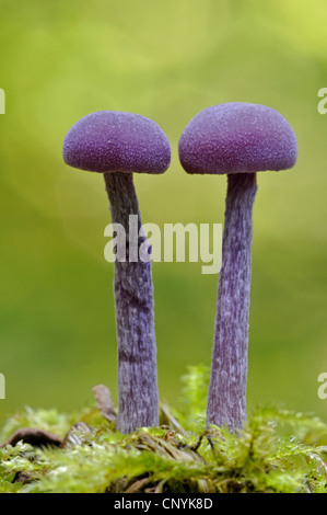 Améthyste (Laccaria amethystea trompeur, Laccaria amethystina), deux individus, Allemagne Banque D'Images