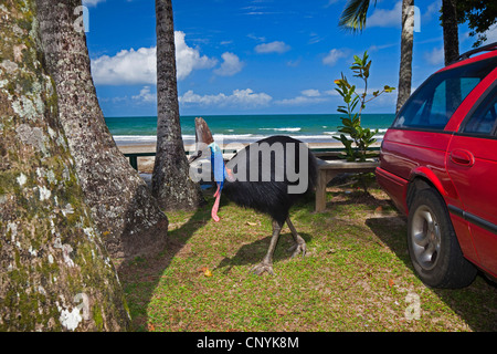 Le sud, double-Casoar Casoar caronculée, Australiens, Casoar Casoar caronculée deux (Casuarius casuarius), femelle sur un parking, l'Australie, Queensland, Moresby parc national Plage Banque D'Images