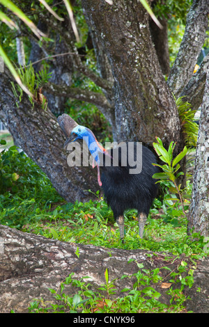 Le sud, double-Casoar Casoar caronculée, Australiens, Casoar Casoar caronculée deux (Casuarius casuarius), avec des arbres, de l'Australie, Queensland, Moresby parc national Plage Banque D'Images