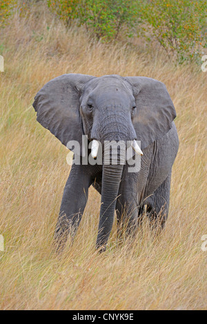 L'éléphant africain (Loxodonta africana), jeune taureau éléphant menaçant, Kenya, Masai Mara National Park Banque D'Images