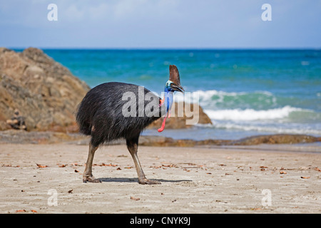 Le sud, double-Casoar Casoar caronculée, Australiens, Casoar Casoar caronculée deux (Casuarius casuarius), femme sur la plage, l'Australie, Queensland, Moresby parc national Plage Banque D'Images