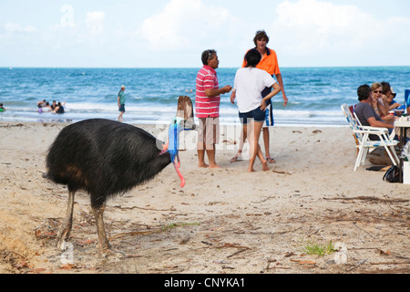 Le sud, double-Casoar Casoar caronculée, Australiens, Casoar Casoar caronculée deux (Casuarius casuarius), femme avec des touristes sur la plage, l'Australie, Queensland, Moresby parc national Plage Banque D'Images