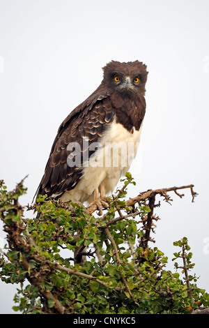 (Polemaetus bellicosus martial eagle, Hieraaetus bellicosus), assis sur un arbre en regardant autour, Kenya, Masai Mara National Park Banque D'Images