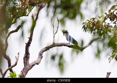 (Probosciger aterrimus palm cockatoo), assis sur une branche, l'Australie, Queensland, la péninsule du Cap York, Iron Range National Park Banque D'Images
