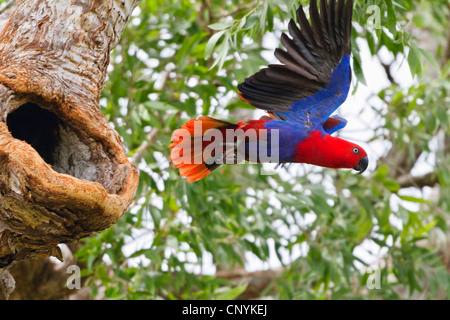 Perroquet Eclectus roratus eclectus (femelle), à partir, de l'Australie, Queensland, la péninsule du Cap York Banque D'Images