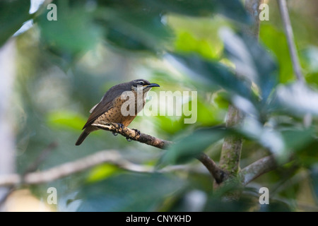 La reine victoria riflebird (Ptiloris victoriae), femme assise sur une branche, l'Australie, Queensland, Atherton Banque D'Images