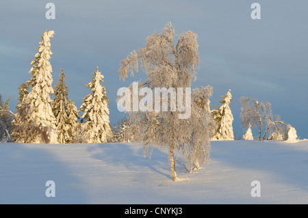 Sapins couverts de neige et de bouleau avec givre, Allemagne Banque D'Images