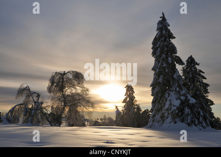 Paysage d'hiver au soleil du matin, Allemagne Banque D'Images