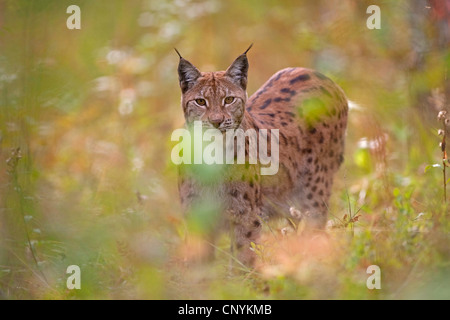 Le lynx eurasien (Lynx lynx), dans un pré Banque D'Images