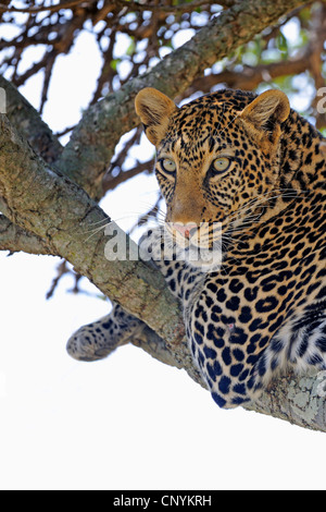 Leopard (Panthera pardus), reposant sur une branche, Kenya, Masai Mara National Park Banque D'Images