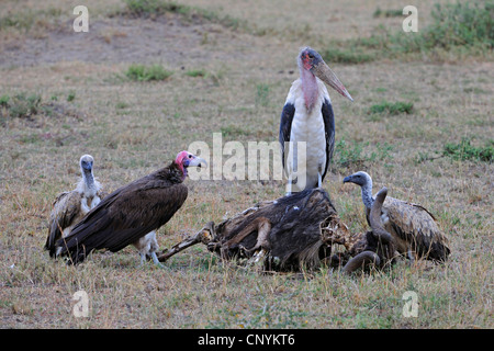 Ruppel's griffon, Rueppells vautour fauve (Gyps rueppelli), l'agrion à marabout africain, se nourrissant de gnu morts, Kenya, Masai Mara National Park Banque D'Images