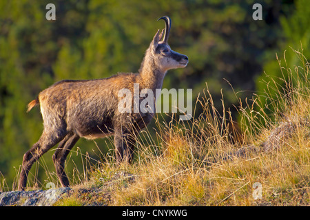 Chamois (Rupicapra rupicapra), debout sur un éperon rocheux, Suisse, Valais, Riederalp Banque D'Images