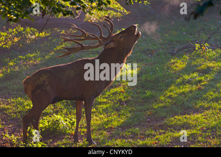 Red Deer (Cervus elaphus), rugissant, Suisse, Sankt Gallen Banque D'Images