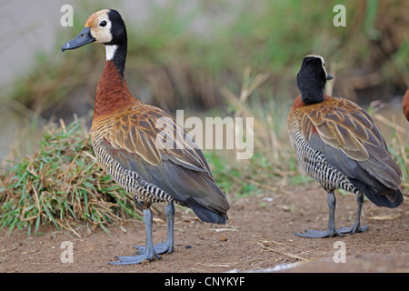 White-faced whistling duck (Dendrocygna viduata, Prosopocygna viduata), assis à un étang, Kenya, Masai Mara National Park Banque D'Images