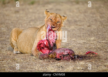 Lion (Panthera leo), le lion qui se nourrit d'une pris gnu, Kenya, Masai Mara National Park Banque D'Images