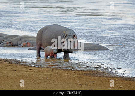 Hippopotame, hippopotame, hippopotame commun (Hippopotamus amphibius), mère avec bébé nouveau-né à la rivière Mara, Kenya, Masai Mara National Park Banque D'Images