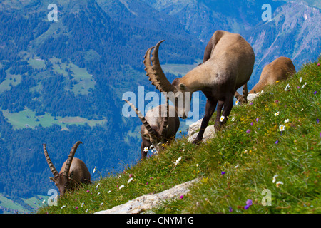 Bouquetin des Alpes (Capra ibex), bucks, pâturage, suisse Sankt Gallen, Chaserrugg Banque D'Images