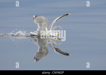 Goéland argenté (Larus argentatus), l'atterrissage dans l'eau calme, la Norvège, Nord-Trondelag, Flatanger Banque D'Images