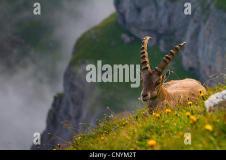 Bouquetin des Alpes (Capra ibex), les jeunes mâles sur une pente, Suisse, Sankt Gallen, Chaeserrugg Banque D'Images