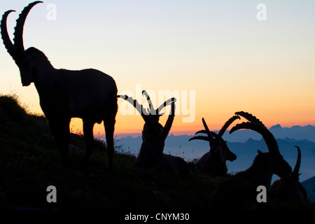 Bouquetin des Alpes (Capra ibex), rétro-éclairage de mâles dans le soleil du matin, Suisse, Sankt Gallen, Chaeserrugg Banque D'Images