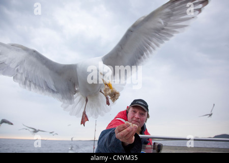 Goéland argenté (Larus argentatus), l'alimentation en vol hors de la main d'un pêcheur, la Norvège, Nord-Trondelag, Flatanger Banque D'Images