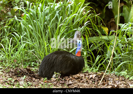 Le sud, double-Casoar Casoar caronculée, Australiens, Casoar Casoar caronculée deux (Casuarius casuarius), femme le repos, l'Australie, Queensland, Moresby parc national Plage Banque D'Images