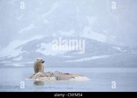 L'ours polaire (Ursus maritimus), Comité permanent sur l'alimentation une baleine cadavre en face de crise côte rock Banque D'Images